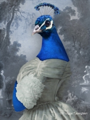 Lady peacock