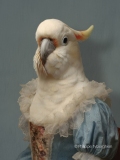 Le perroquet bleu