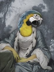 Lady parrot
