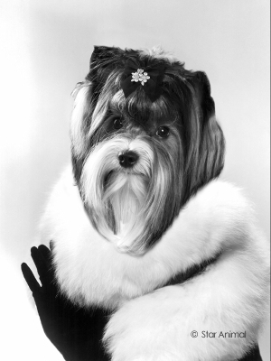 Lady Croquette