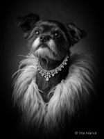 Vogue