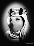 Lawrence of Arabia